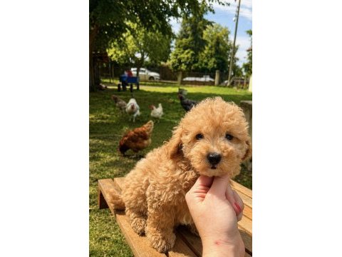 Maltipoo üst düzey erkek yavrumuz