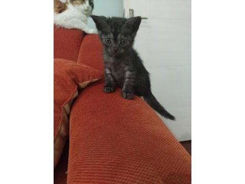 Scottish fold ve straight yavrular hazır