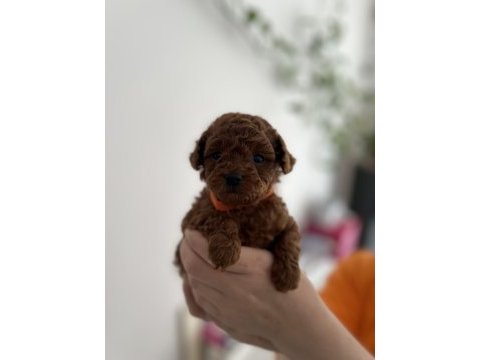 Red brown toy poodle yavrular