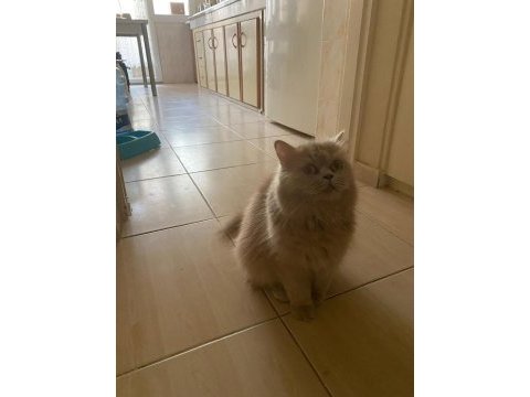 1.5 yaşında dişi british longhair