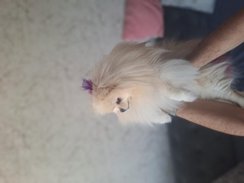 2 yaşında orjinal pomeranian boo ayıcık