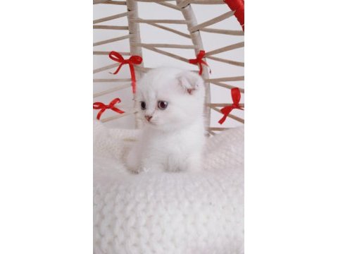 Show kalite yeni yıl scottish fold bebeğim