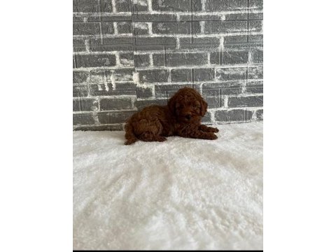 Orjinal toy poodle