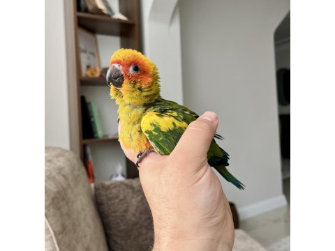 El besleme bebek güneş konur papağanları