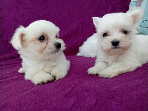 Orjinal maltese