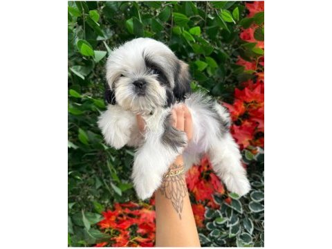 2.5 aylık full secere shih tzu yavruları