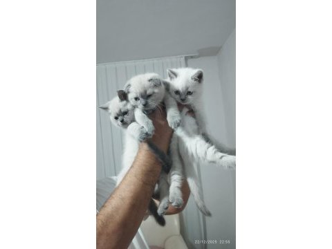 Blue point british shorthair yavrular