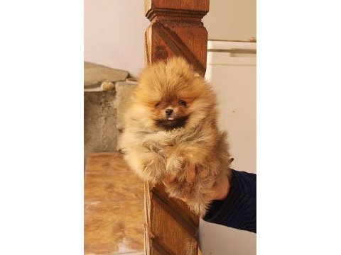 Mükemmel kalitede pomeranian yavrular
