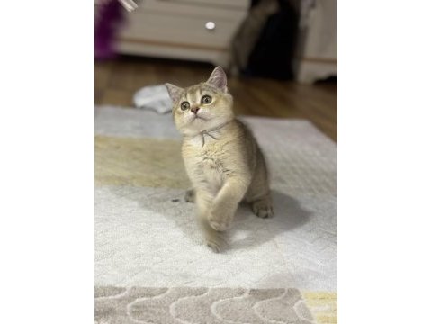 Dişi british shorthair bebek
