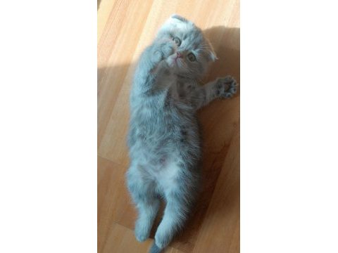 Güzel scottish fold kızım