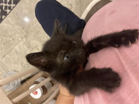 1 aylık oyuncu tuvalet eğitimli kedimiz