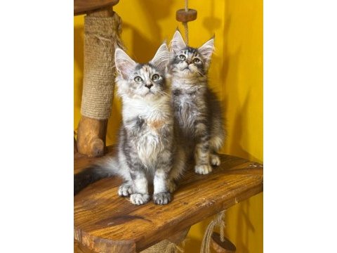 Türkiyenın en geniş referansına sahip kan hattı maine coon