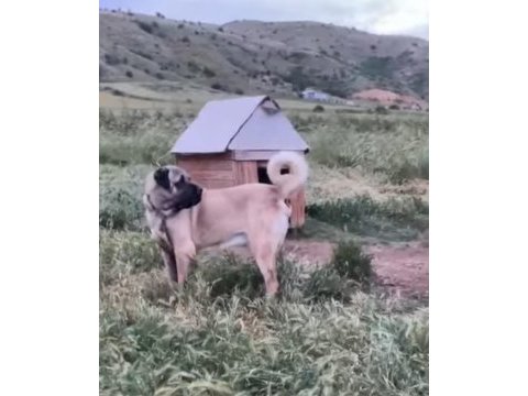 20 aylık erkek aslan köpeğimiz muayyer