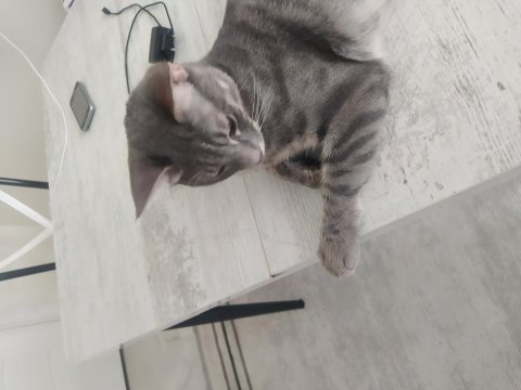 Tekir yavruma acil yuva arıyoruz