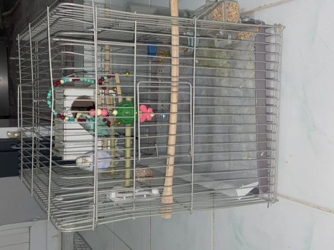 Dişi ve erkek muhabbet kuşu