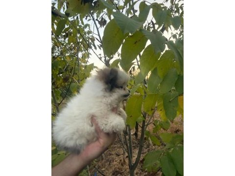 50 günlük ayı surat orijinal pomeranian boo