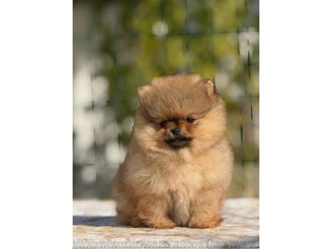 Pomeranian boo yavru köpekler