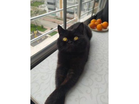 Siyah british shorthair basık yüz