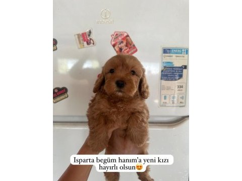 Muhteşem maltipoo bebekler