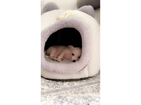 En güzel chihuahua bebek