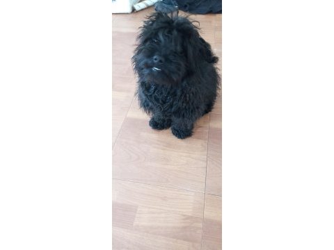 Köpeğimiz badiye aile arıyorum