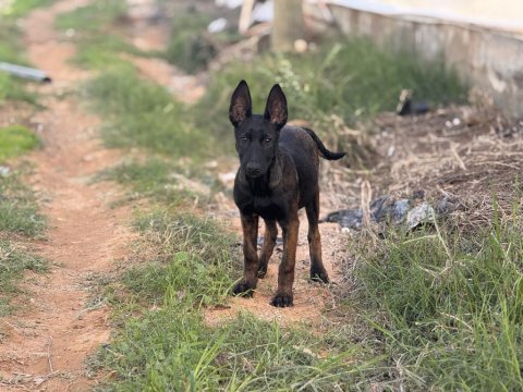 Belçika malinois yavruları