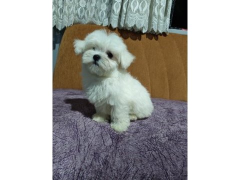 Orjinal maltese terrier 4 aylık