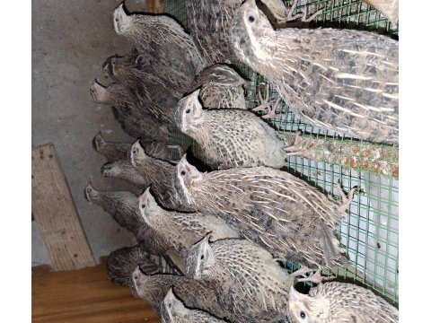 Jumbo japon ve çin bıldırcınları
