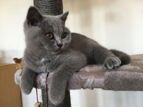 5 aylık teddy surat bsh yavrumuz teslime hazır