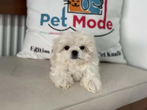 Kar beyaz 0 numara maltese terrier yavrularımız