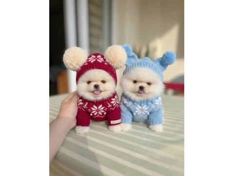 Oyuncaklar gibi 2 ayıcık pomeranian