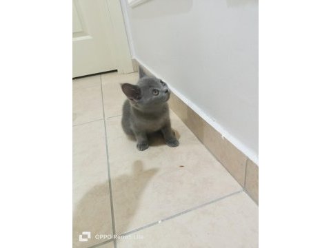 İki aylık sağlıklı british shorthair yavrularımız