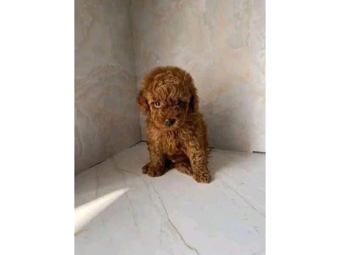 Toy poodle yavrularımız