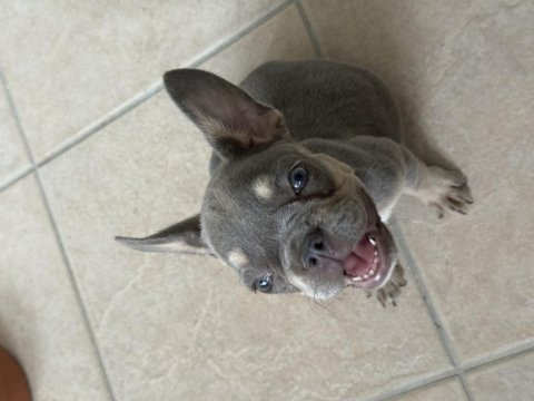 Mükemmel anatomi french bulldog