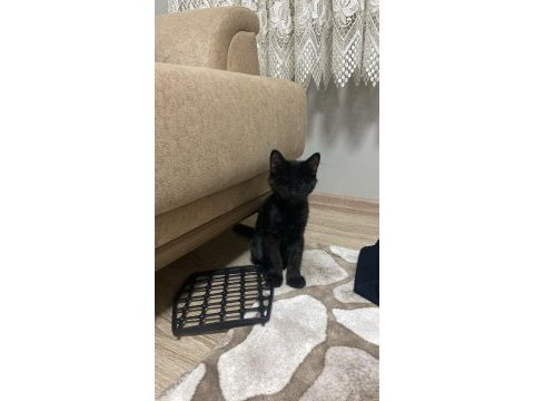 Kedimiz cıvık yuva arıyor