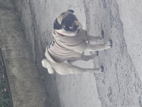 Rıfkı pug 2 yaşında