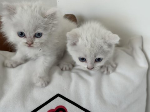 Kar beyaz mavi gözlü british shorthair ve longhair