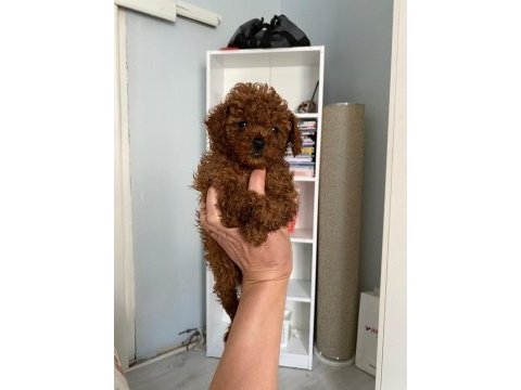 Safkan en küçük boy koyu renk toy poodle miniğim