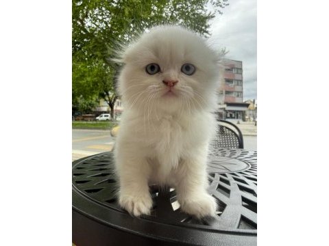 Küçük minik totis scottish fold yavrular