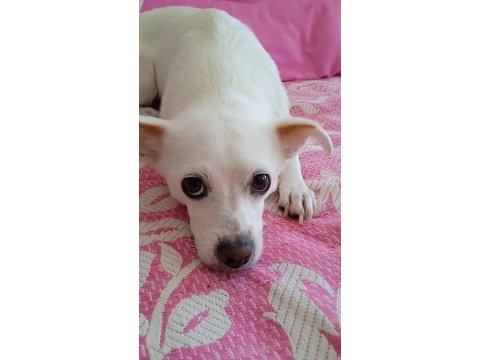 Sahiplendirme köpeğimiz