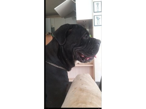 A şecereli cane corso şampiyonlar soyundan son yavru