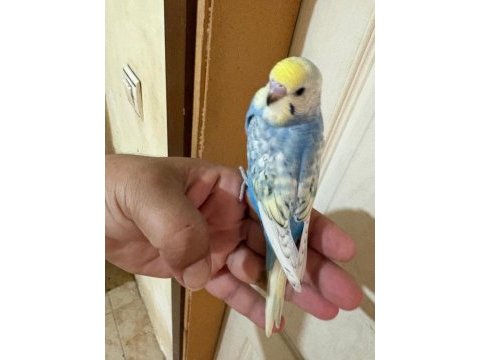 35 günlük renk güzeli çek bebek kuşumuz