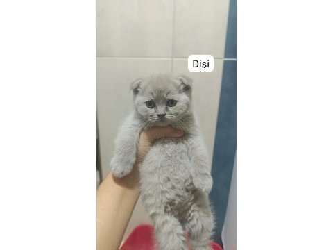 British shorthair 55 günlük