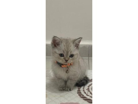 Safkan british shorthair erkek yavrum yeni yuvası için hazır
