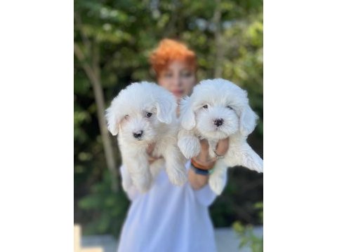 Sevimli maltese terrier bebeklerimiz