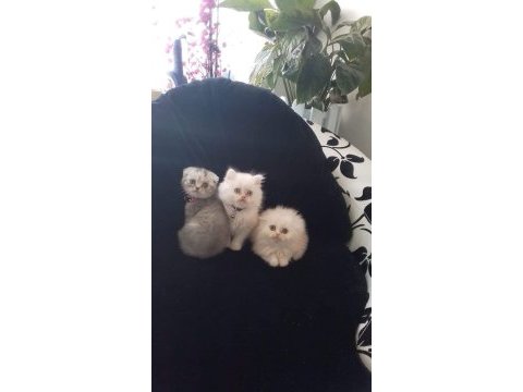 Üç aylık erkek exotic shorthair