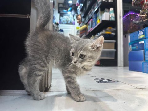 British shorthair her renk her türden yavrular