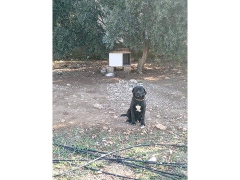 Cane corso yavrularımız
