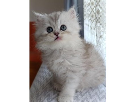 Dişi british longhair silver point yavru