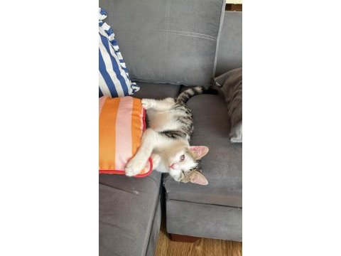 Kedimiz çırpık yuva arıyor